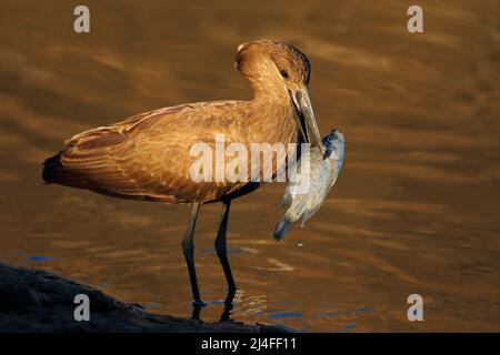 Ein Hamerkop-Vogel (Scopus umbretta), der einen Fisch fängt, Kruger-Nationalpark, Südafrika Stockfoto