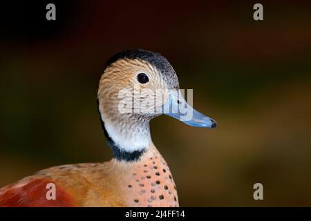 Porträt einer Ringeltale (Callonetta leucophrys), Argentinien Stockfoto