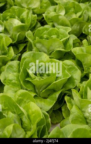 Frische Bio-Salat grünen Salat Sämlinge in einem Gewächshaus Stockfoto