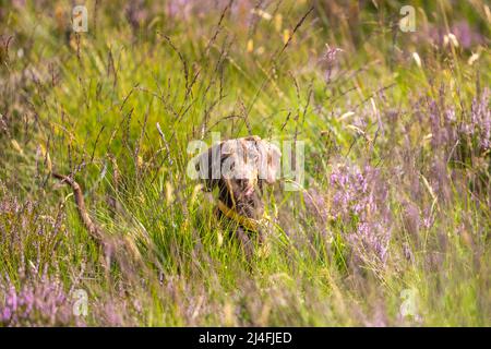 Miniatur-Dachshund versteckt sich im Gras Stockfoto