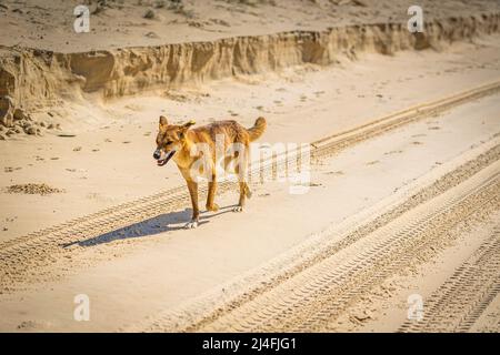 Ein männlicher Dingo, Canis lupus dingo, am Seventy Five Mile Beach, Fraser Island, Queensland, Australien Stockfoto