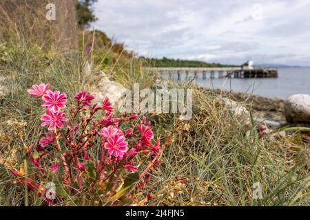 Cliff Maids blüht in Schottland Stockfoto