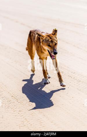 Ein männlicher Dingo, Canis lupus dingo, am Seventy Five Mile Beach, Fraser Island, Queensland, Australien Stockfoto