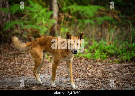 Dingo (Canis lupus dingo) erwachsenes Männchen, auf einem Waldweg im Landesinneren auf Fraser Island. Queensland, Australien Stockfoto