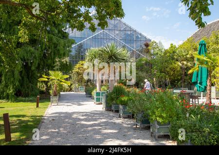 Gewächshaus des Hortus botanicus in Leiden. Stockfoto