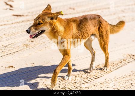 Dingo (Canis lupus dingo) erwachsener Rüde, am Seventy Five Mile Beach, Fraser Island, Queensland, Australien Stockfoto