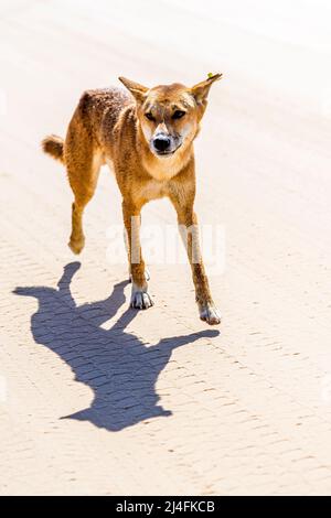 Dingo (Canis lupus dingo) erwachsener Rüde, am Seventy Five Mile Beach, Fraser Island, Queensland, Australien Stockfoto