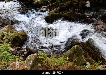 Der Fluss der Karpaten fließt in Kaskaden, der Fluss fließt durch den Wald, der Fluss mit einem steinigen Kanal. Stockfoto