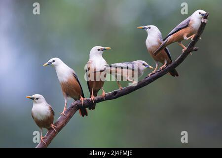 Das Bild des Kastanienschwanzstarrs (Sturnia malabarica) wurde in Thattekad, Kerala, Indien, aufgenommen Stockfoto