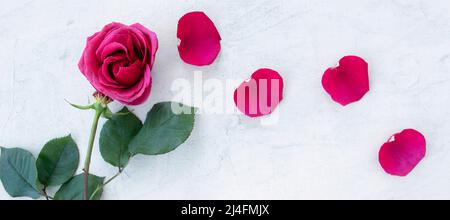 Banner mit flacher Lage mit surreal minimalistischer scharlachroten Rose auf grauem strukturiertem Hintergrund. Fliegende Rosenblätter aus blühenden Knospen. Stockfoto