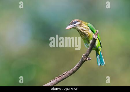 Das Bild des Weißwabenbarbetes (Psilopogon viridis) wurde in Thattekad, Kerala, Indien, aufgenommen Stockfoto