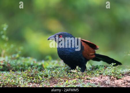Das Bild des Großkükens (Centropus sinensis) wurde in Thattekad, Kerala, Indien, aufgenommen Stockfoto