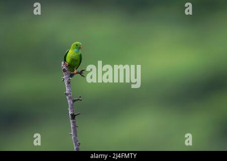 Das Bild des Frühlings hängenden Papagei (Loriculus vernalis) wurde in Coonoor, Tamil Nadu, Indien, aufgenommen Stockfoto