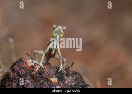 Das Bild der Fächerkehleidechse (Sitana ponticeriana) wurde in satara, Maharashtra, Indien, aufgenommen Stockfoto