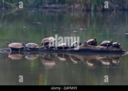 Das Bild der indischen schwarzen Schildkröte (Melanochelys trijuga) oder der indischen Teichschildkröte wurde in Dandlei, Karnataka, Indien, aufgenommen. Stockfoto