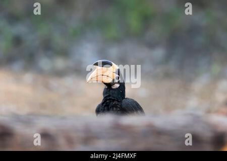 Das Bild des Malabar-Hornbills (Anthracoceros coronatus) wurde in Dandlei, Karnataka, Indien, aufgenommen. Stockfoto