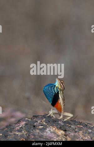 Das Bild der Fächerkehleidechse (Sitana ponticeriana) wurde in satara, Maharashtra, Indien, aufgenommen Stockfoto