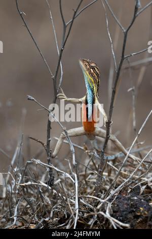 Das Bild der Fächerkehleidechse (Sitana ponticeriana) wurde in satara, Maharashtra, Indien, aufgenommen Stockfoto