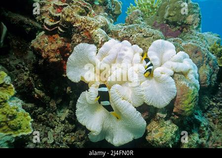 Seebae-Clownfisch (Amphiprion sebae) in einer gebleichten Seeanemone (Stichodactyla haddoni), Folge des Klimawandels, Ari-Atoll, Malediven, Indischer Ozean Stockfoto