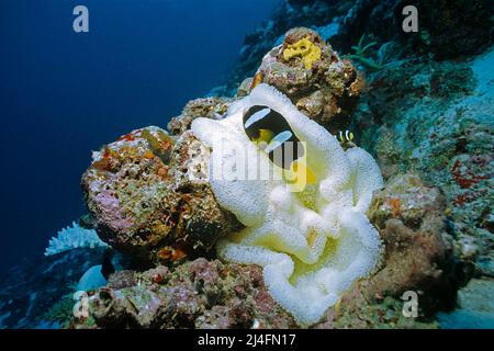 Seebae-Clownfisch (Amphiprion sebae) in einer gebleichten Seeanemone (Stichodactyla haddoni), Folge des Klimawandels, Ari-Atoll, Malediven, Indischer Ozean Stockfoto