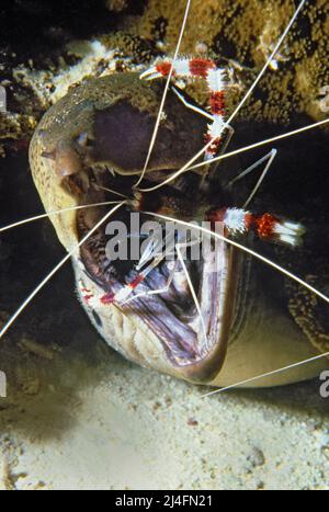 Gebänderter Korallenriff (Stenopus hispidus) reinigt den Mund einer Riesenmoräne (Gymnothorax javanicus), Reinigungsstation, Nord Male Atoll, Malediven Stockfoto