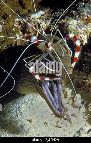 Banded Coral Shrimp (Stenopus hispidus) reinigt eine Riesenmoräne (Gymnothorax javanicus), Reinigungsstation, Nord Male Atoll, Malediven, Indischer Ozean, Asien Stockfoto