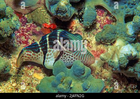 Schwarz gesattelte Lederjacke, Blacksattel Filefish, Schwarz gesattelte toby (Paraluteres prionurus), zwischen Schwämmen schlafend, Ari Atoll, Malediven