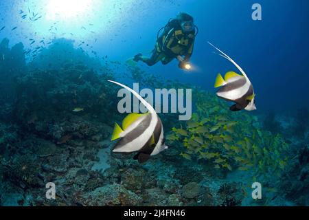 Tauchen Sie in einem farbenfrohen Korallenriff mit Bannerfischen (Heniochus diphrutes) und Bluestripe Snappers (Lutjanus asmira), Süd-Male-Atoll, Malediven Stockfoto