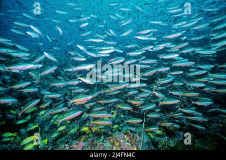 Ein Schwarmfusilier mit dunklen Streifen, Neon fusilier (Pterocaesio-Fliese), der über einem Korallenriff schwimmt, Ari-Atoll, Malediven, Indischer Ozean, Asien Stockfoto