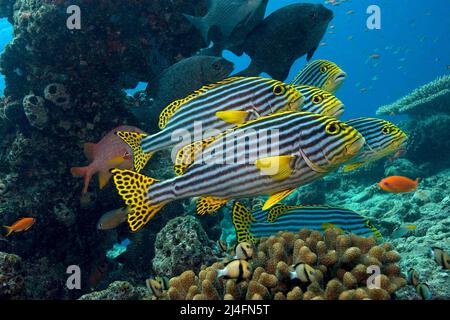 Orientalische Süßlippen (Plectorhinchus vittatus), Ari-Atoll, Malediven, Indischer Ozean, Asien Stockfoto