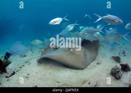 Jenkins whipray (Himantura jenkinsii) und Blackspotted Darts (Trachinotus bailloni), Baa-Atoll, Malediven, Indischer Ozean, Asien Stockfoto