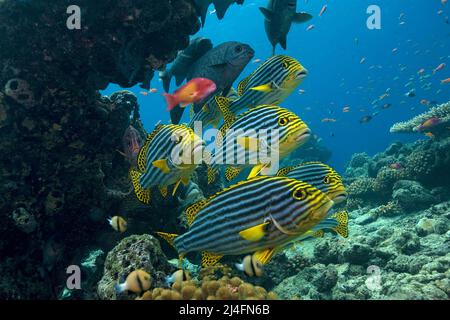 Orientalische Süßlippen (Plectorhinchus vittatus), Ari-Atoll, Malediven, Indischer Ozean, Asien Stockfoto