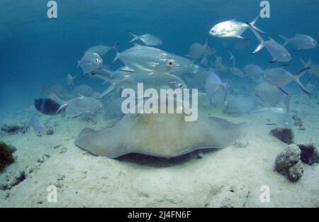 Jenkins whipray (Himantura jenkinsii) und Blackspotted Darts (Trachinotus bailloni), Baa-Atoll, Malediven, Indischer Ozean, Asien Stockfoto