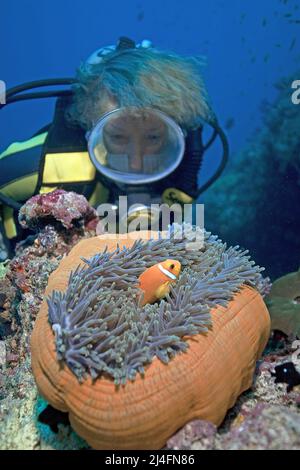 Taucher, die einen Maldiven-Anemonefisch (Amphiprion nigripes) betrachten, der in Symbiose mit einer herrlichen Seeanemone lebt (Amphiprion nigripes) Stockfoto