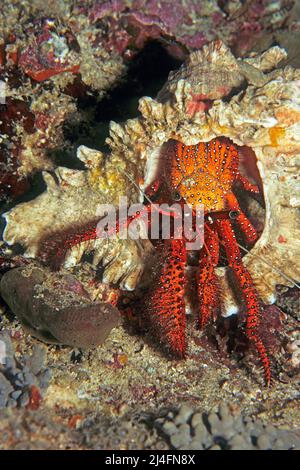 Weißfleckige Einsiedlerkrabbe (Dardanus megistos), Ari-Atoll, Malediven, Indischer Ozean, Asien Stockfoto