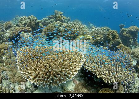 Blue-Green Chromis (Chromis viridis), schwimmend über einem Korallenriff mit Steinkorallen, Nord Male Atoll, Malediven, Indischer Ozean, Asien Stockfoto