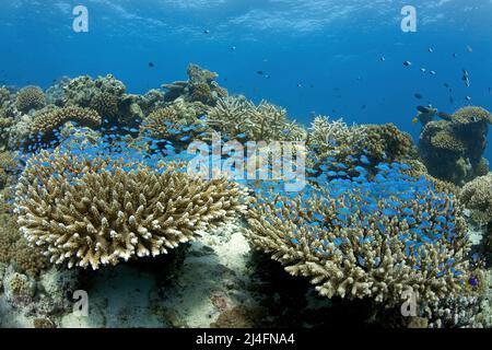 Blue-Green Chromis (Chromis viridis), schwimmend über einem Korallenriff mit Steinkorallen, Nord Male Atoll, Malediven, Indischer Ozean, Asien Stockfoto