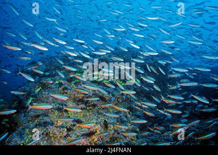 Ein Schwarmfusilier mit dunklen Streifen, Neon fusilier (Pterocaesio-Fliese), der über einem Korallenriff schwimmt, Ari-Atoll, Malediven, Indischer Ozean, Asien Stockfoto