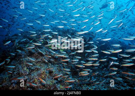 Ein Schwarmfusilier mit dunklen Streifen, Neon fusilier (Pterocaesio-Fliese), der über einem Korallenriff schwimmt, Ari-Atoll, Malediven, Indischer Ozean, Asien Stockfoto