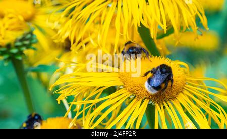 Bienen sammeln Nektar aus einer schönen Blume Stockfoto