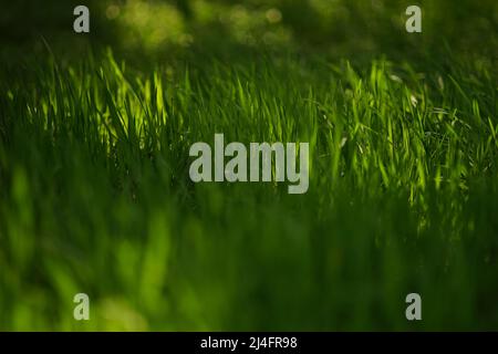 Üppiges, frisches, grünes Gras in einem magischen Frühlingswald. Stockfoto