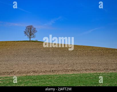 Hohnstein, Deutschland. 14. April 2022. Ein einziger Baum in der Sächsischen Schweiz im Östlichen Erzgebirge. Quelle: Patrick Pleul/dpa/Alamy Live News Stockfoto