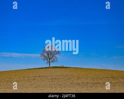 Hohnstein, Deutschland. 14. April 2022. Ein einziger Baum in der Sächsischen Schweiz im Östlichen Erzgebirge. Quelle: Patrick Pleul/dpa/Alamy Live News Stockfoto