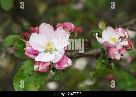 Nahaufnahme des farbenprächtigen rosa-weiß blühenden europäischen Krabbenapfels, Malus sylvestris Stockfoto