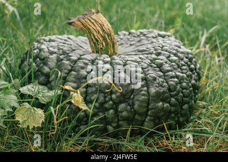 Riesige und breite grüne Marina di chioggia Kürbis liegt auf dem Boden neben Weinrebe. Reifer dunkelgrüner Kürbis, der im Garten angebaut wird. Gartenbau und Gartenbau Stockfoto