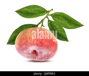 Peach isolieren. Pfirsich mit Blatt auf weißem Hintergrund. Volle Schärfentiefe. Stockfoto