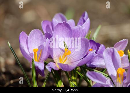 Krokusblüten blühen im Frühlingsgarten. Violetter Safran an sonnigen Tagen Stockfoto