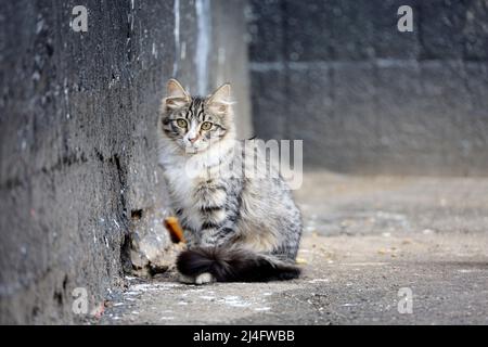 Die Katze sitzt auf einer schmutzigen Straße in der Nähe der Hauswand. Portrait von streunenden Tieren im Freien Stockfoto