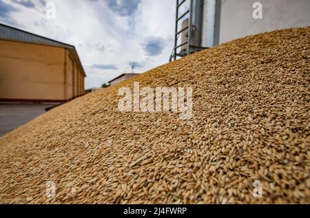 Haufen Reiskorn im Lager, Nahaufnahme. Blauer Himmel, Wolken. Stockfoto