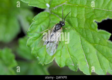 Aquilegia sawfly genannt auch columbine sawfly Pristiphora rufipes. Häufige Schädlingsbefall von Johannisbeeren und Stachelbeeren in Gärten und Plantagen. Stockfoto